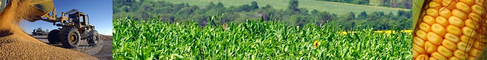corn.jpg