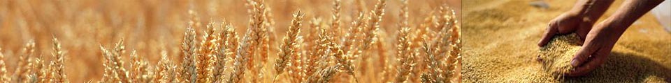 wheat.jpg
